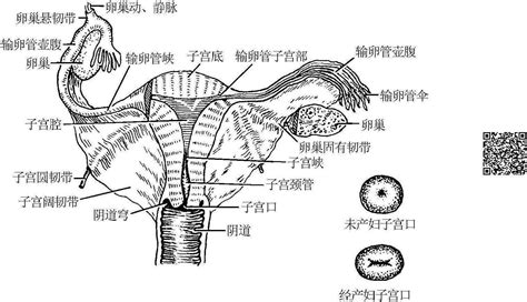 女人陰|阴道：哪些是正常情况，哪些是异常情况